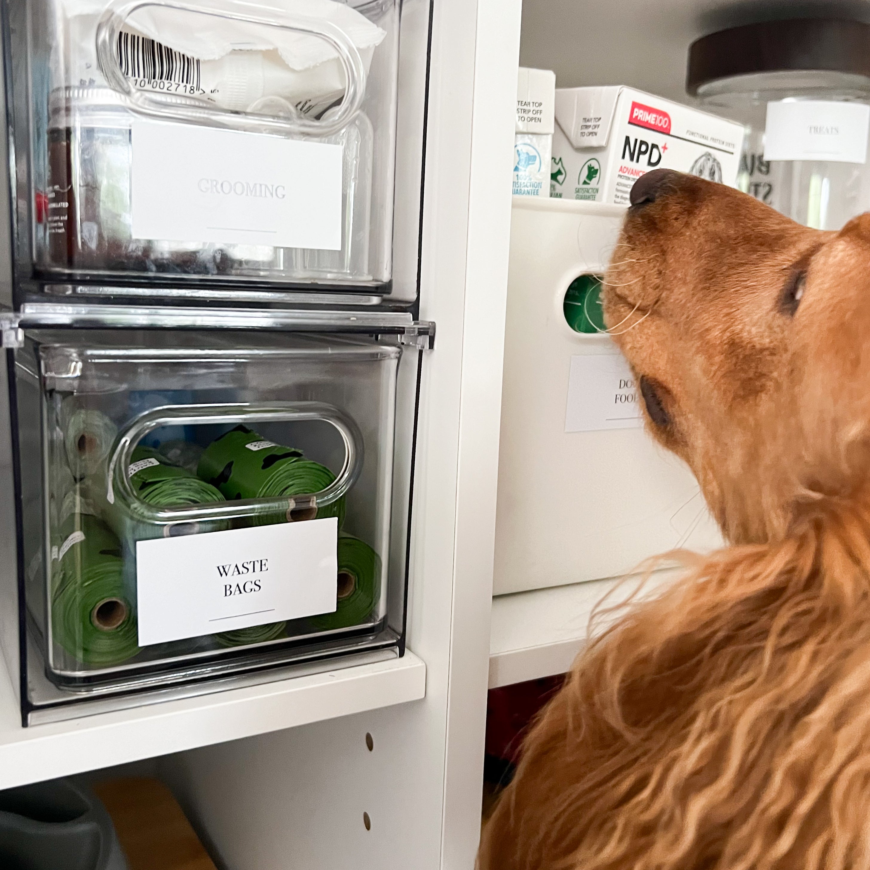 Pet Care Sticker Pack (24 Stickers) - Little Label Co Australia - The Home of Organisation For Kitchen, Bathroom, Laundry & More